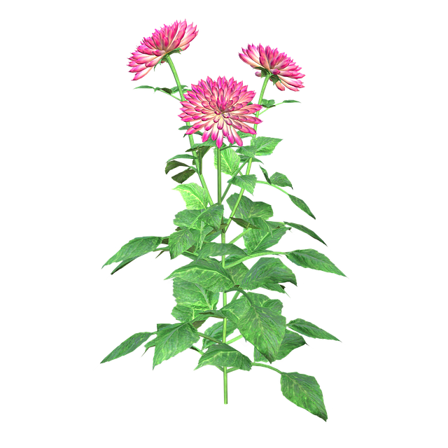 Free Flower Plant illustration and picture
