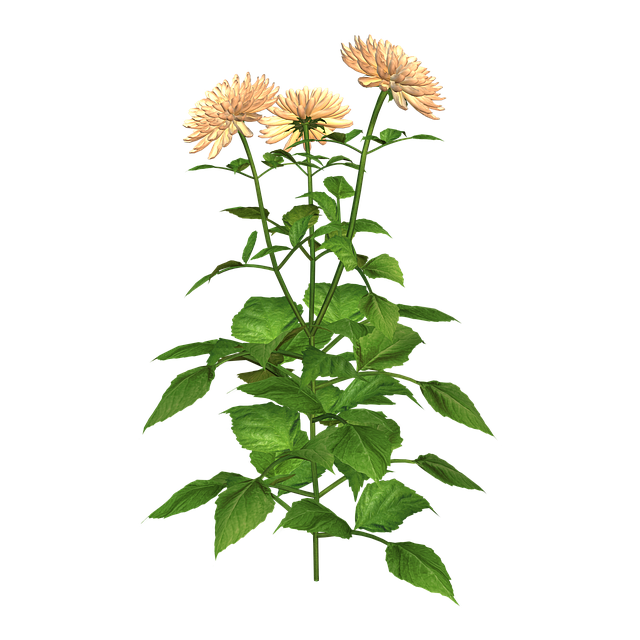 Free Flower Plant illustration and picture