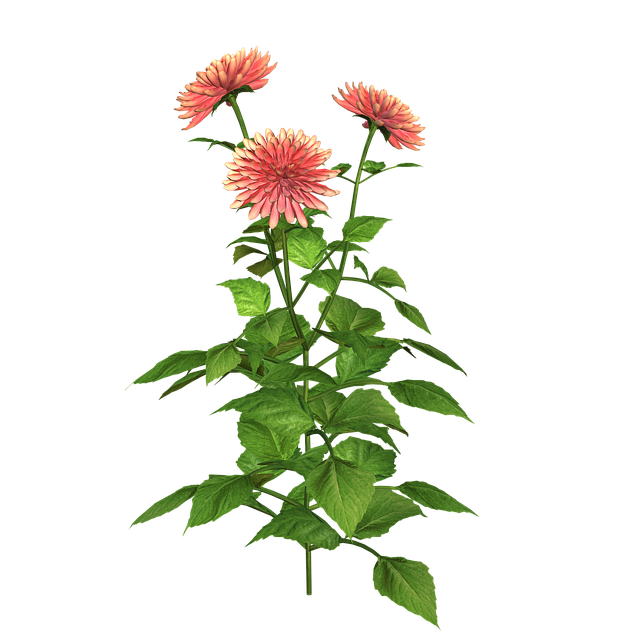 Free Flowers Plant illustration and picture
