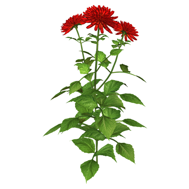 Free Flower Plant illustration and picture