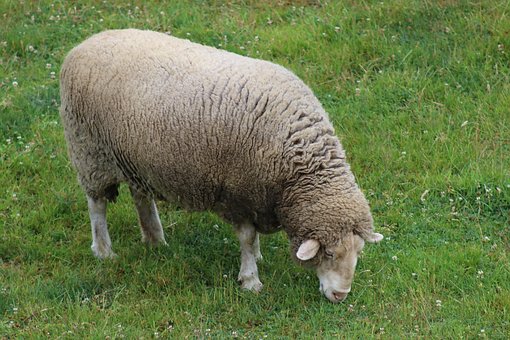 Free Sheep Animal photo and picture