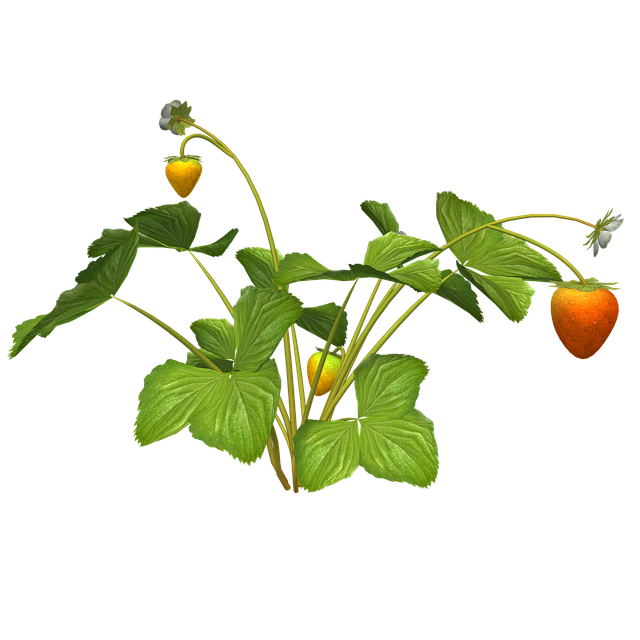 Free Strawberry Plant illustration and picture
