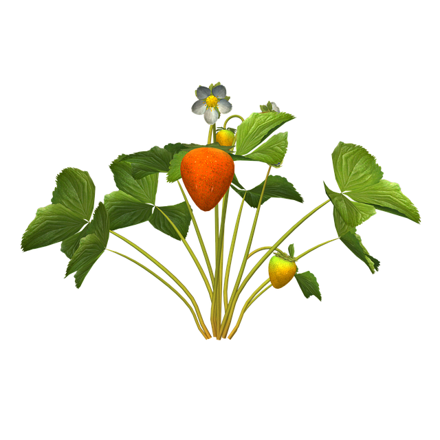 Free Strawberry Plant illustration and picture