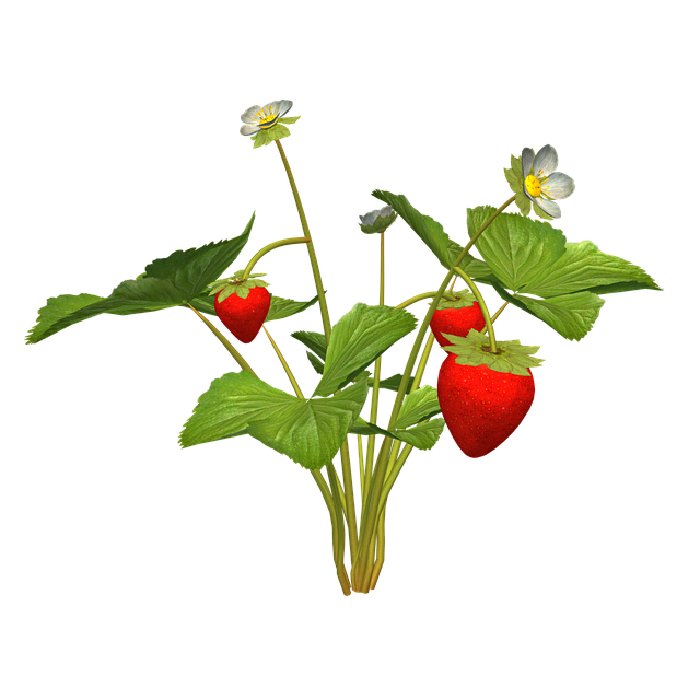 Free Strawberry Plant illustration and picture