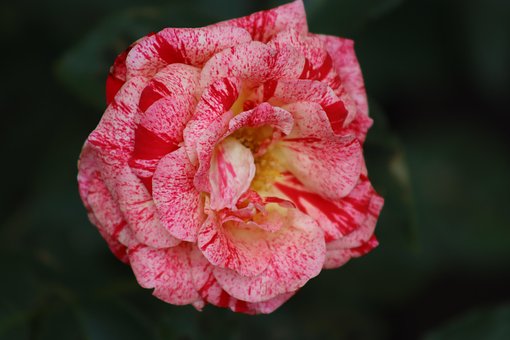 Free Rose Flower photo and picture
