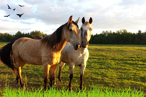Free Nature Horses photo and picture