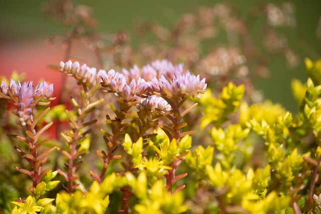 Free Sedum Outdoors photo and picture