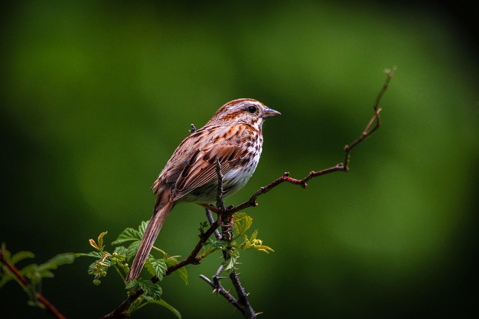 Bird Feathers Beak Free Photo On Pixabay