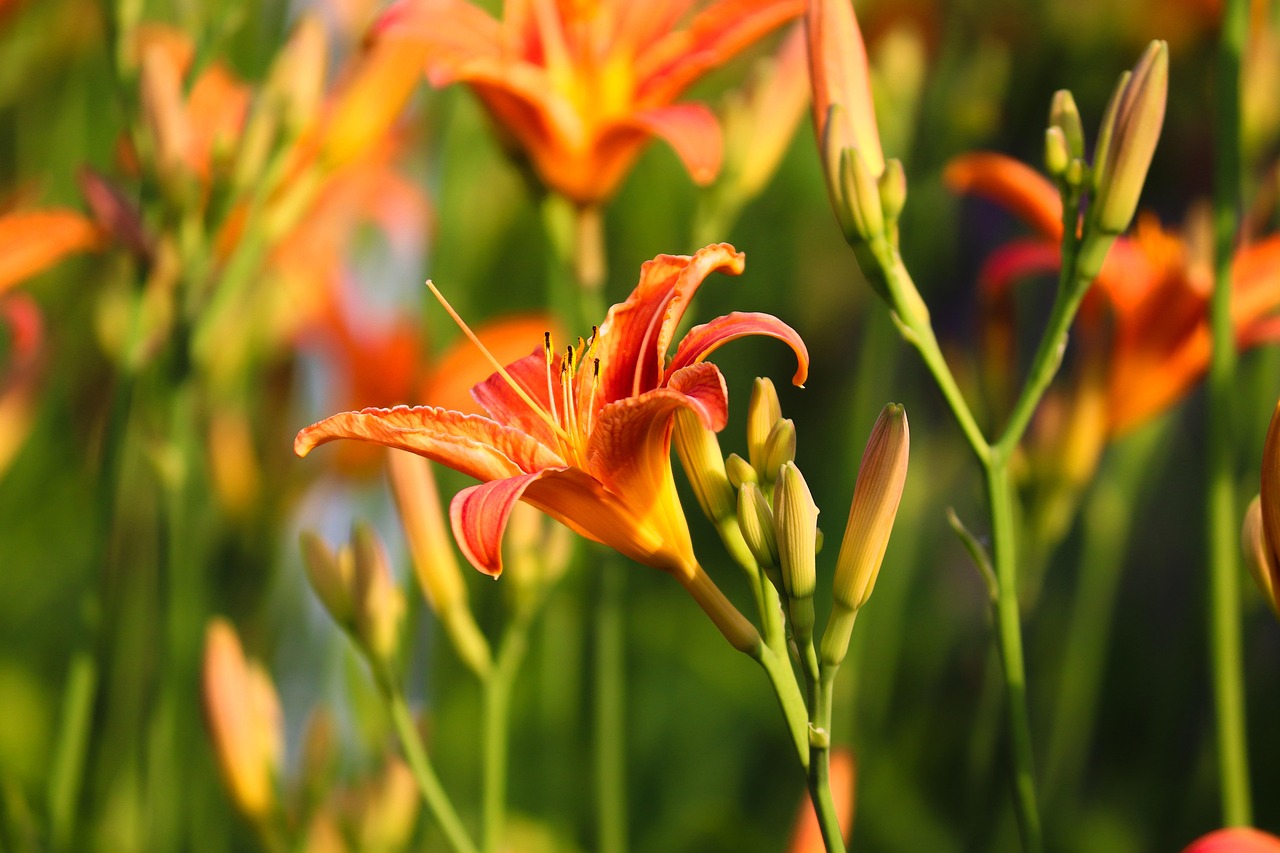 Flowers - free online jigsaw puzzle photo
