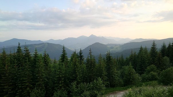 Free Country Forest photo and picture