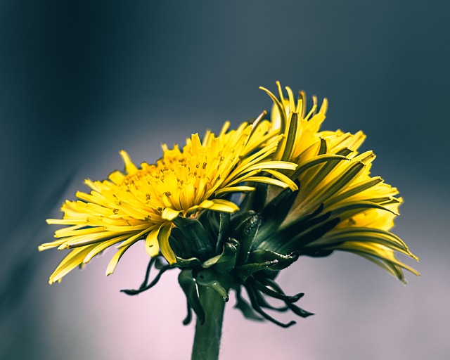 Free Dandelion Flower photo and picture