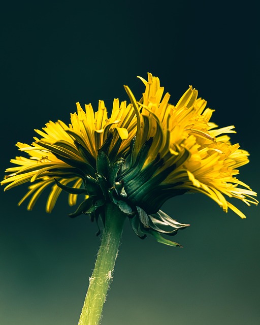 Free Dandelion Flowers photo and picture