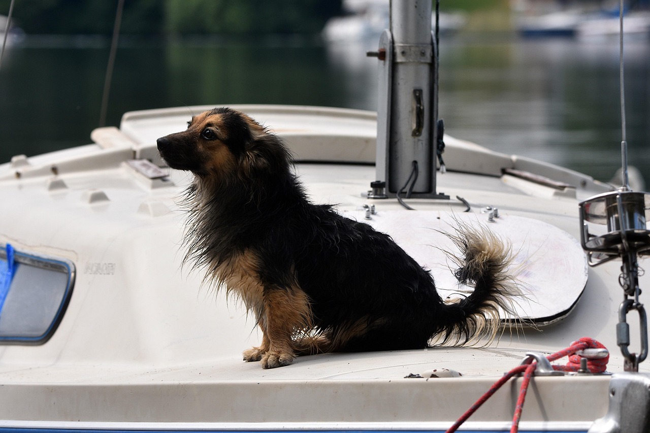 Hond Zoogdier Dier - Gratis foto op Pixabay - Pixabay