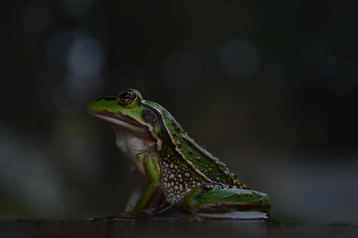 Animal, Rã, Agua, Frio, Fundo, Verde