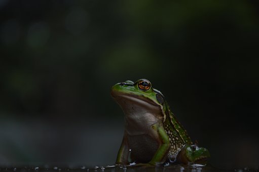 Animal, Rã, Verde, Fundo, Agua, Molhado