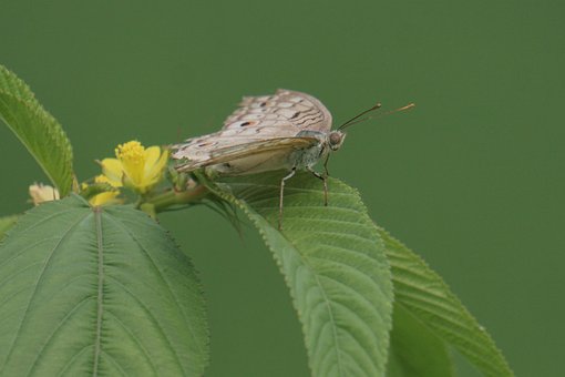 Vlinder, Insect, Vleugels, Bladeren