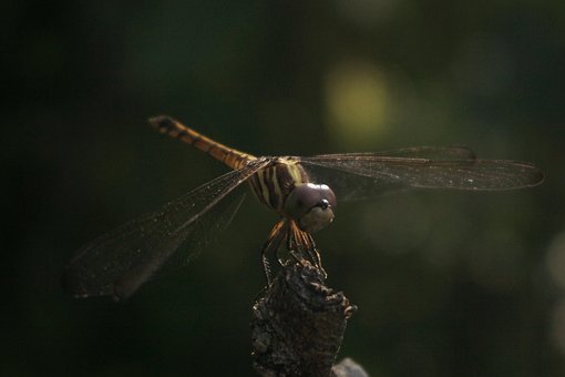 Libel, Entomologie, Insect, Vlinder