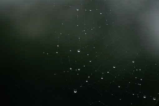 Regendruppel, Nat, Web, Regenachtig