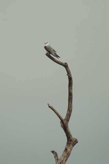 Vogel, Natuur, Dier, Veren