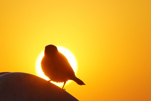 Silhouet, Zonsopkomst, Zon, Vogel, Veren