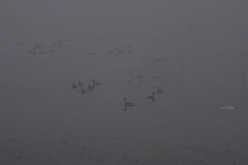 Mist, Mistig, De Nevel, Koet, Fuut, Eend