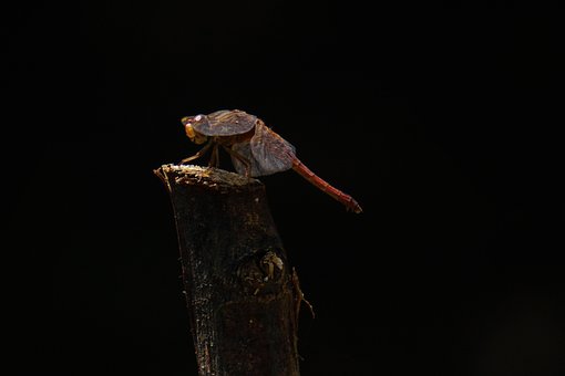 Libel, Insect, Vleugels, Branch