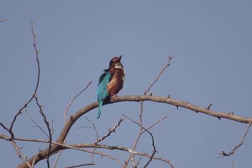 Ijsvogel, Vogel, Natuur, Veren