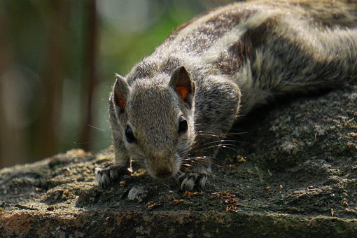 Eekhoorn, Dieren In Het Wild, Zoogdier
