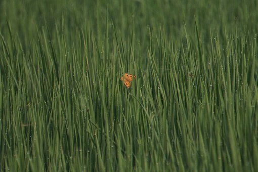 Vlinder, Natuur, Landbouw, Boerderij