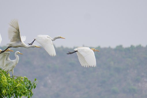 Vogels, Dieren In Het Wild, Landschap
