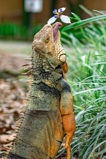Leguaan, Reptiel, Dier