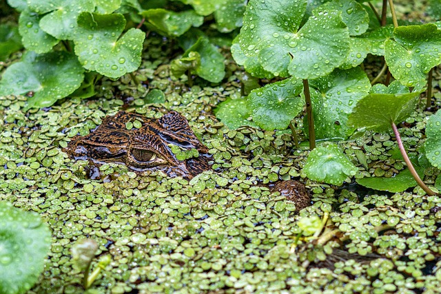 Natuur, Alligator, Dier, Nationaal Park