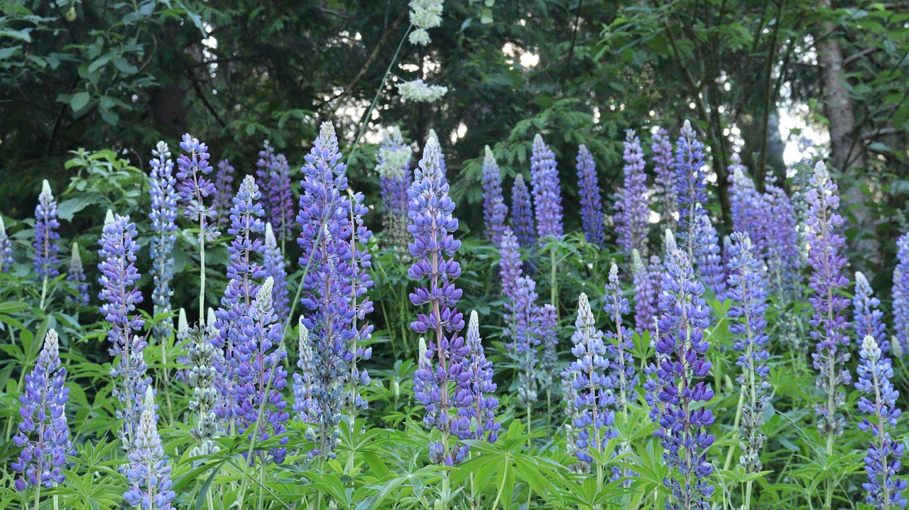 Lupine Flowers Plant Free photo on Pixabay Pixabay