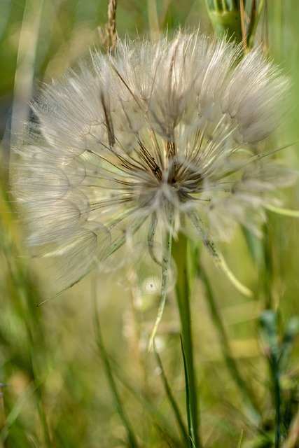 Löwenzahn, Blume, Pflanze, Blütenblätter