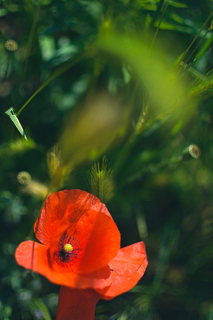 Mohn, Blume, Pflanze, Blütenblätter