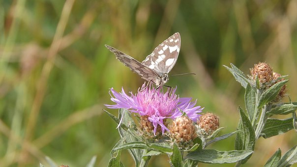 Free Warbler Melanargia Galathea photo and picture