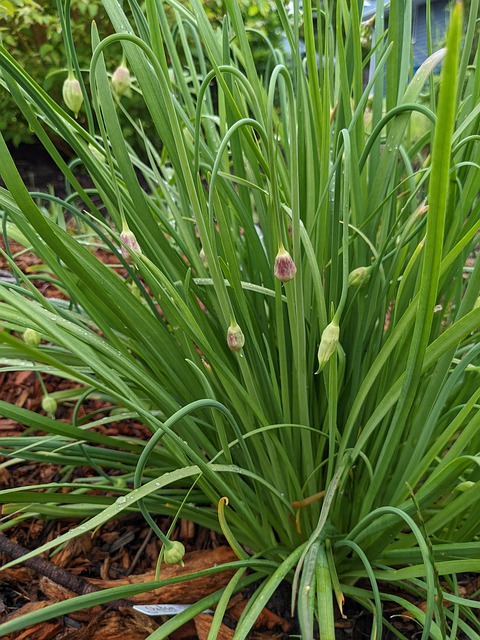 Free Onion Wild photo and picture