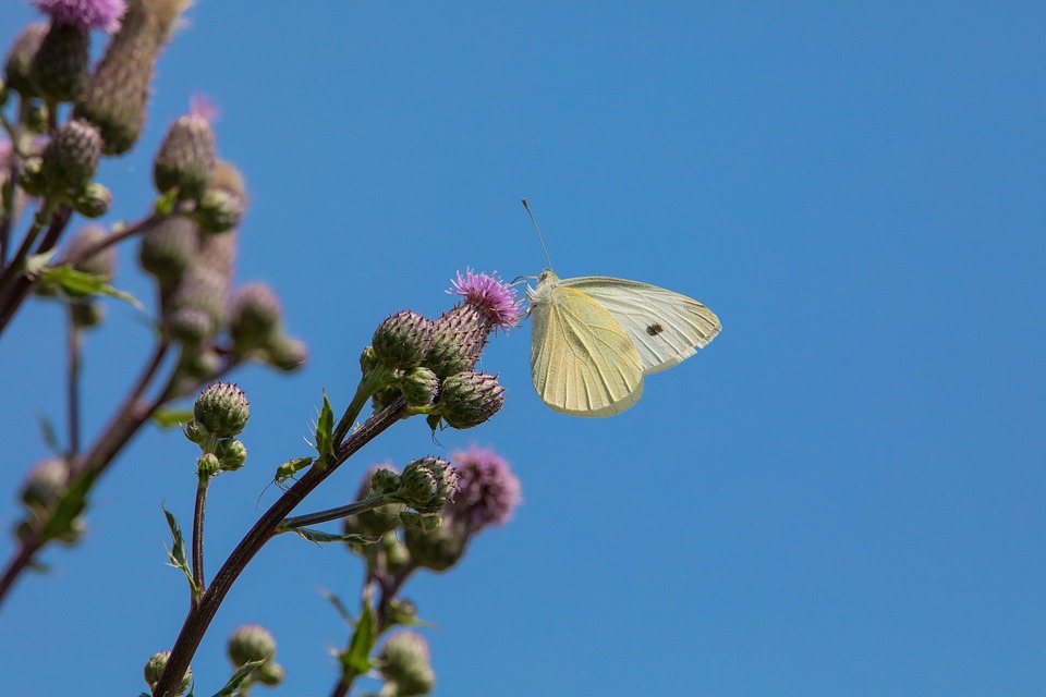 Cabbage White Butterfly Flower Free photo on Pixabay Pixabay