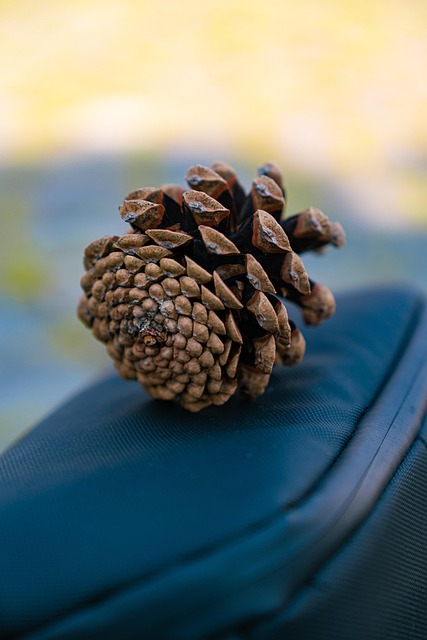 自然 种子 质地 - Pixabay上的免费照片 - Pixabay