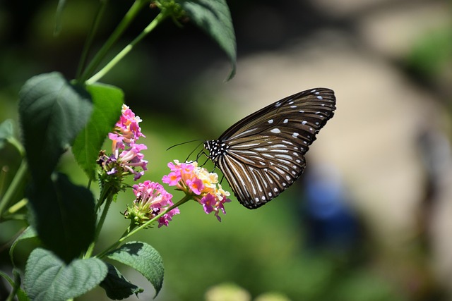 butterfly, striped butterfly, butterfly on flower, flower wallpaper, striped, flower background, flower, beautiful flowers, insect, nature