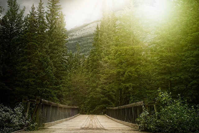 Free Bridge Forest photo and picture