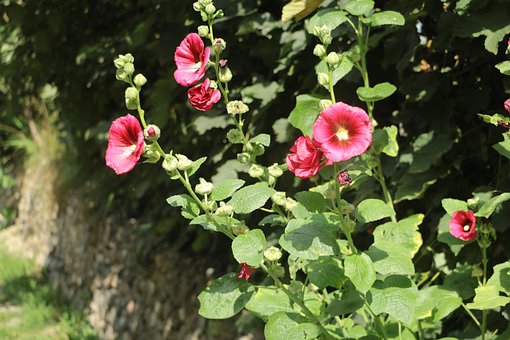 Floare, Roz, Alcea Rosea, Nalba, Bucegi