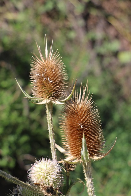 Ciulin, Uscat, Plantelor, Natura