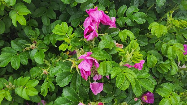 Free Roses Pink photo and picture
