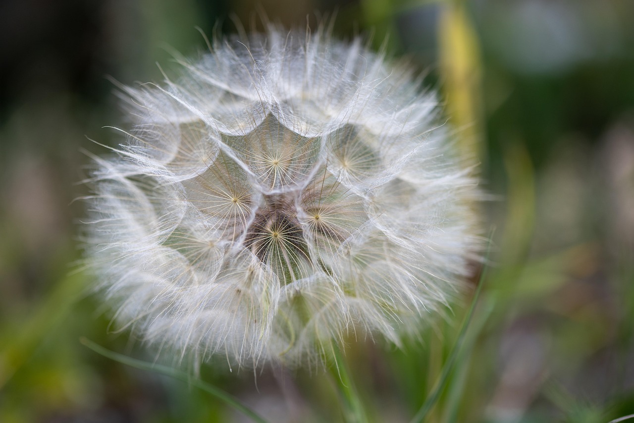 Flower - free online jigsaw puzzle photo