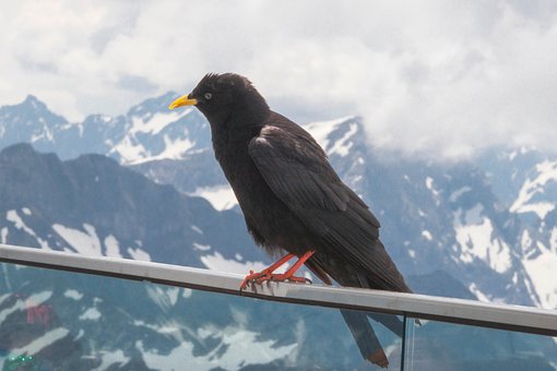 Alpine Chough, Bjergkø, Corvid
