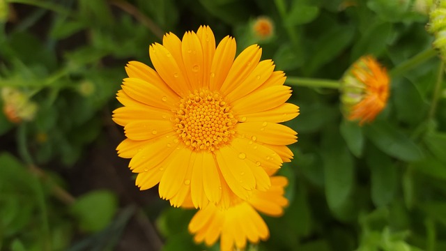 Morgenfrue, Blomst, Plante, Kronblade