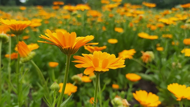 Morgenfrue, Orange Blomst, Lægeplanter