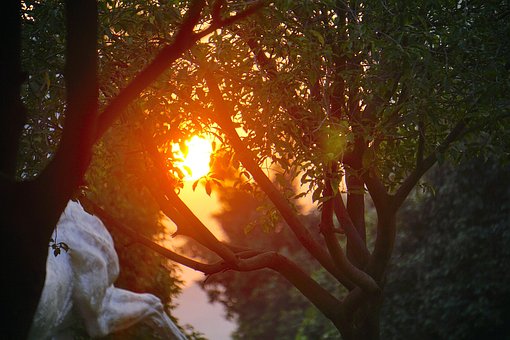 Zonsopkomst, Zonsondergang, Zon, Woud
