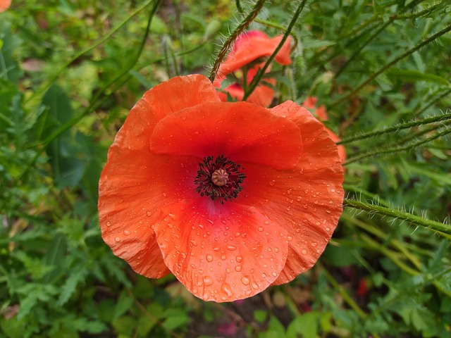 Valmue, Blomst, Plante, Kronblade